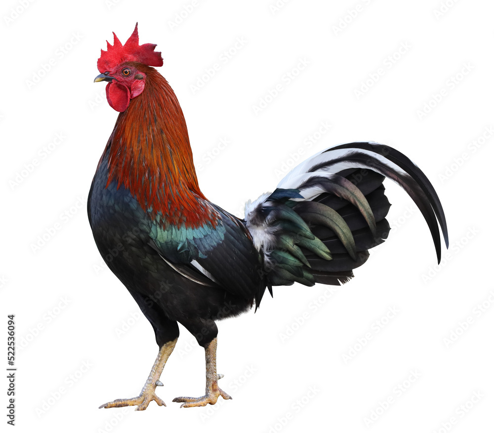 Fototapeta premium Colorful free range male rooster isolated on white background