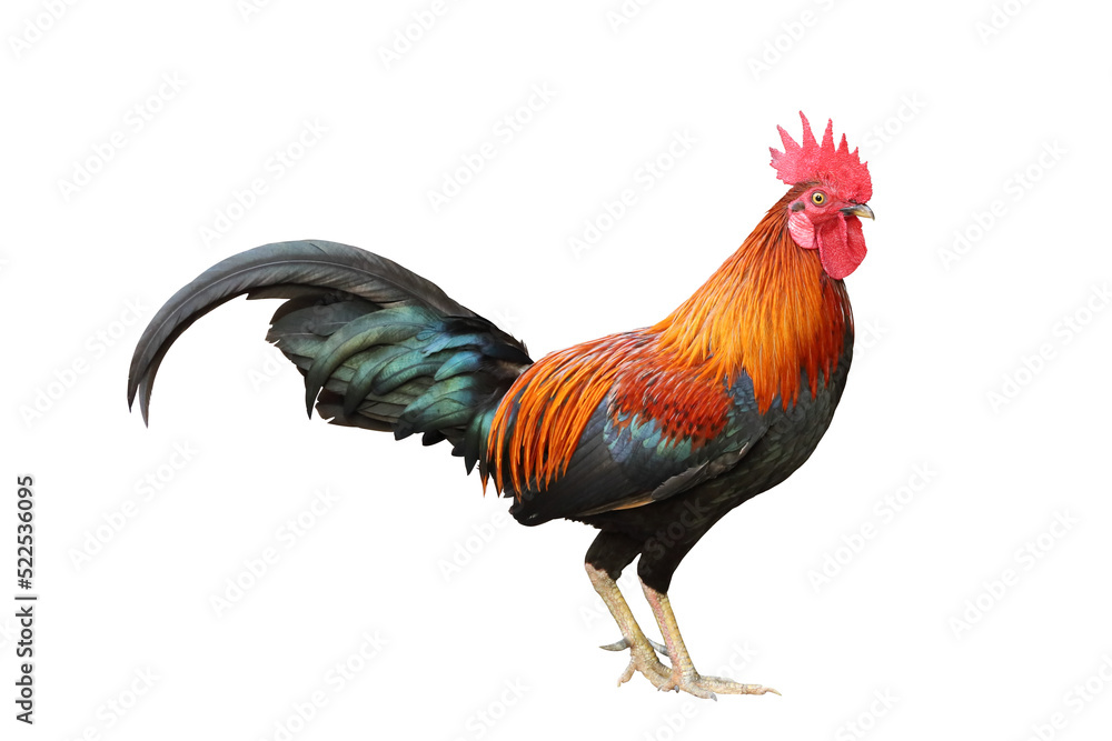 Fototapeta premium Colorful free range male rooster isolated on white background