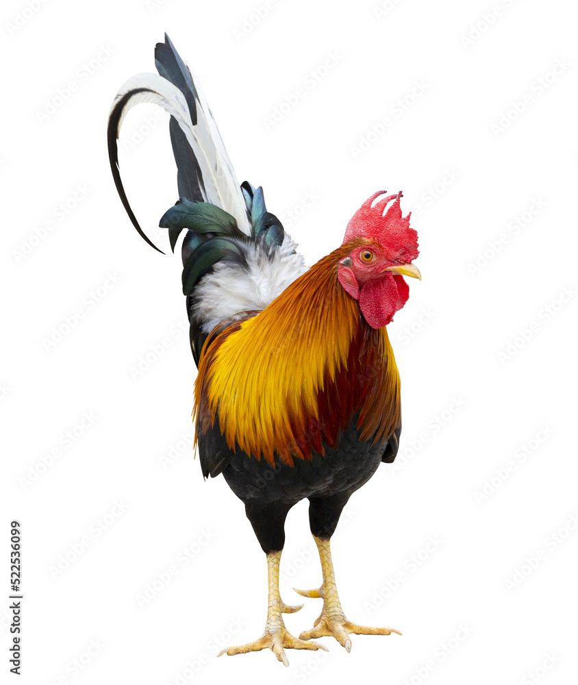 Colorful free range male rooster isolated on white background - obrazy, fototapety, plakaty 