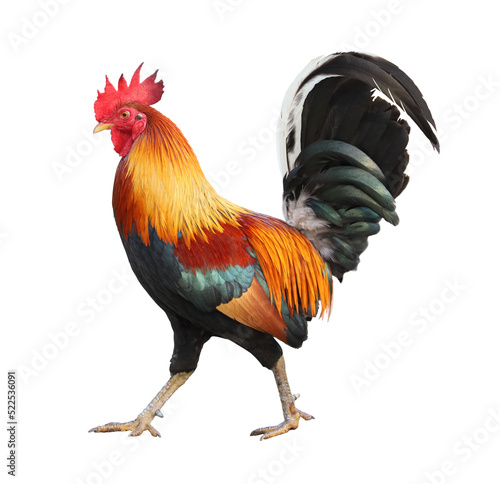 Foto Colorful free range male rooster isolated on white background.