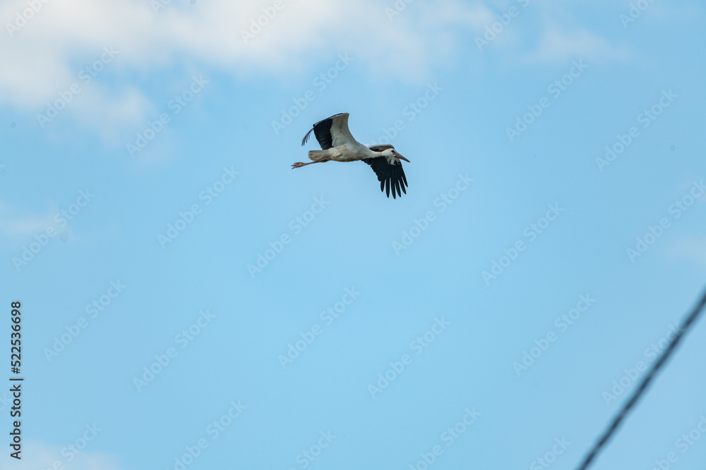 The stork flies far in the sky. There is artistic noise. The stork flies far in the sky. There is artistic noise.