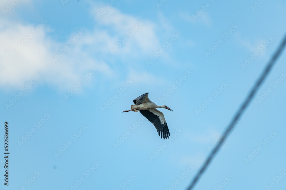 The stork flies far in the sky. There is artistic noise. The stork flies far in the sky. There is artistic noise.