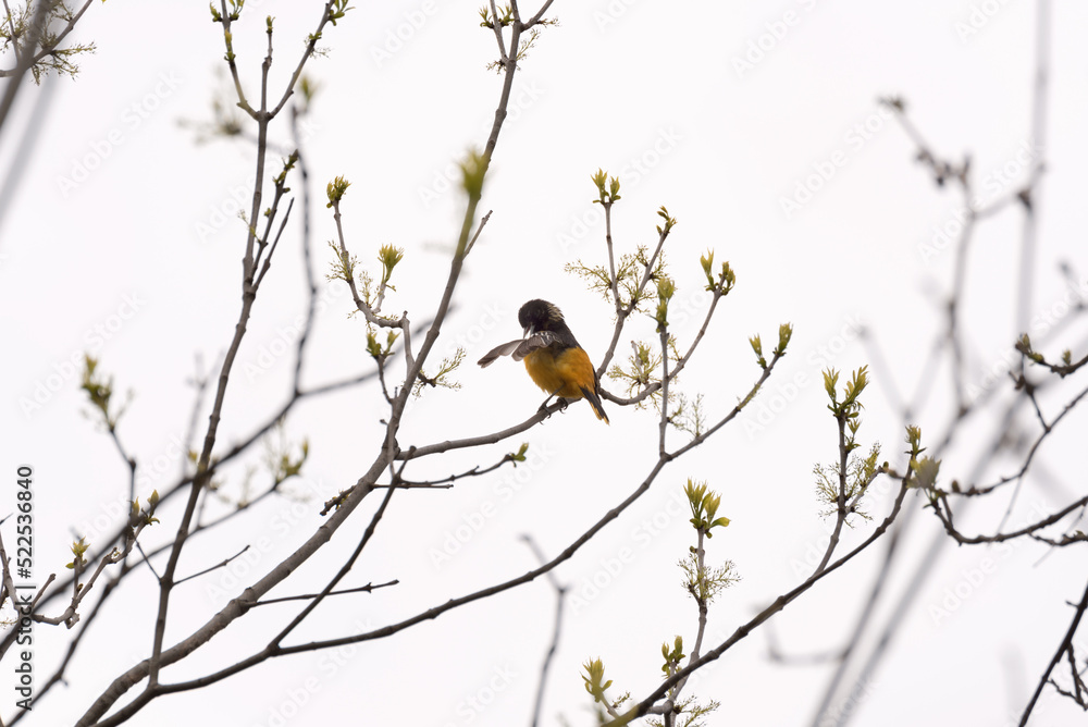Baltimore Oriole Perched On A Tree Branch Checking Feathers Baltimore Oriole Perched On A Tree Branch Checking Feathers