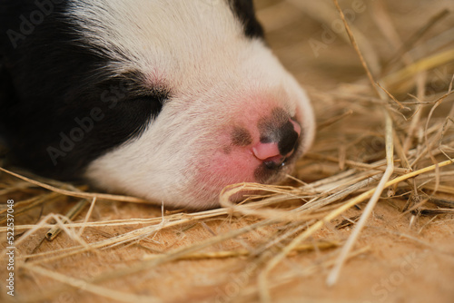 A tiny Alaskan husky from kennel of northern sled dogs sleeps lying on hay. The mongrel puppy was recently born, eyes still closed.Newborn black and white puppy with pink nose portrait close up.