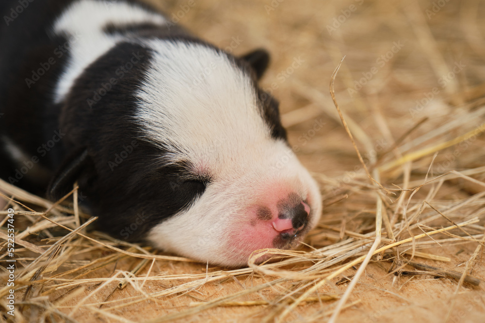 A tiny Alaskan husky from kennel of northern sled dogs sleeps lying on hay. The mongrel puppy was recently born, eyes still closed.Newborn black and white puppy with pink nose portrait close up. A tiny Alaskan husky from kennel of northern sled dogs sleeps lying on hay. The mongrel puppy was recently born, eyes still closed.Newborn black and white puppy with pink nose portrait close up.
