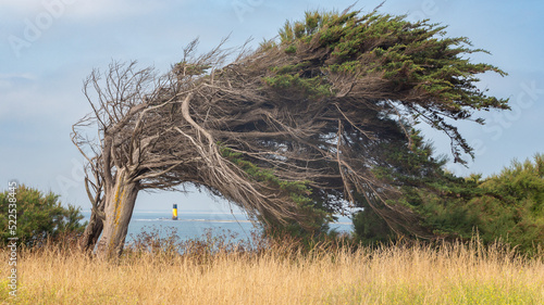 Arbres courbés sous l'effet du vent avec un phare sur la mer