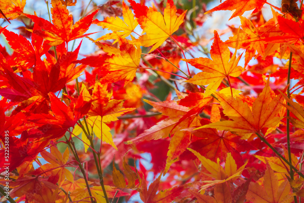 Canadian Maple leaves at golden Autumn landscape in Gramado, Brazil