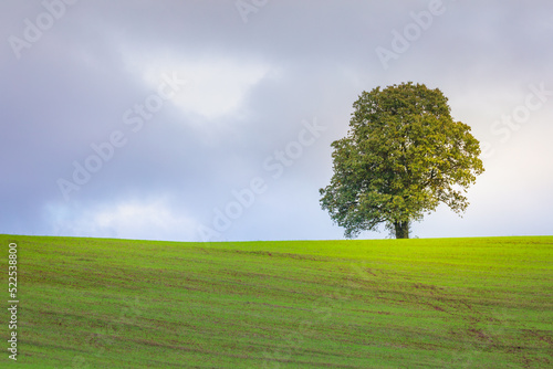 Single tree in wheat field and dramatic sky at evening