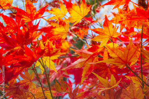 Canadian Maple leaves at golden Autumn landscape in Gramado  Brazil