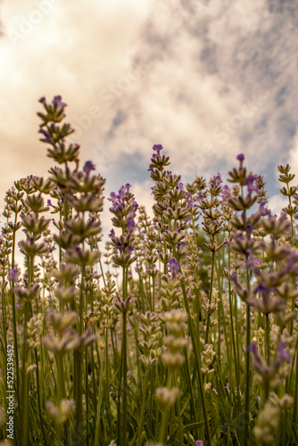 flowers in the field © Cameron