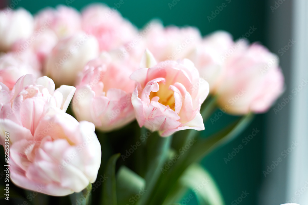 Pink tulips on dark green background. Copy space. Greeting card. Valentines day