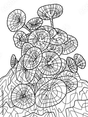 Padina pavonica, seaweed isolated. Freehand sketch for adult antistress coloring page with doodle and zentangle elements. photo