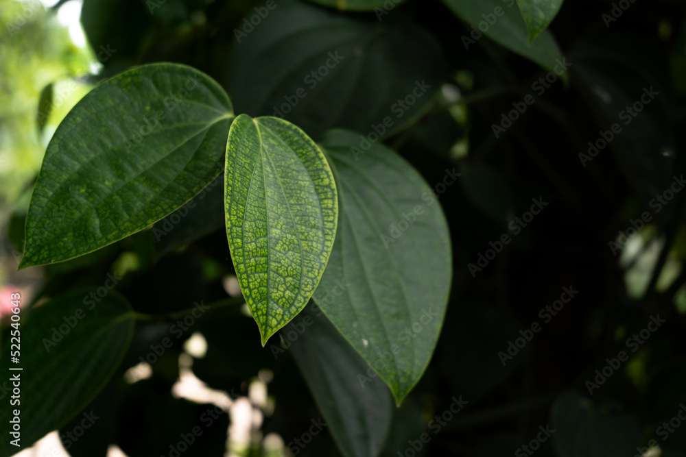 dark green leaf wallpaper background dark green leaf wallpaper background
