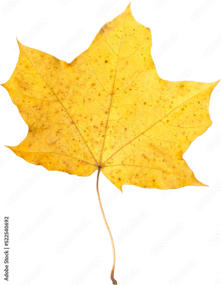 Orange maple leaf isolated on transparent background. Autumn dry leaf. Orange maple leaf isolated on transparent background. Autumn dry leaf.