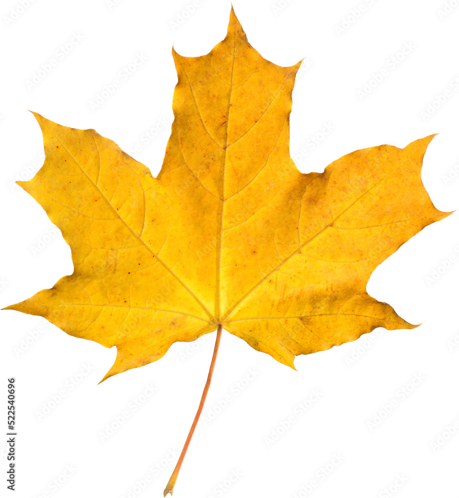 Orange maple leaf isolated on transparent background. Autumn dry leaf. Orange maple leaf isolated on transparent background. Autumn dry leaf.