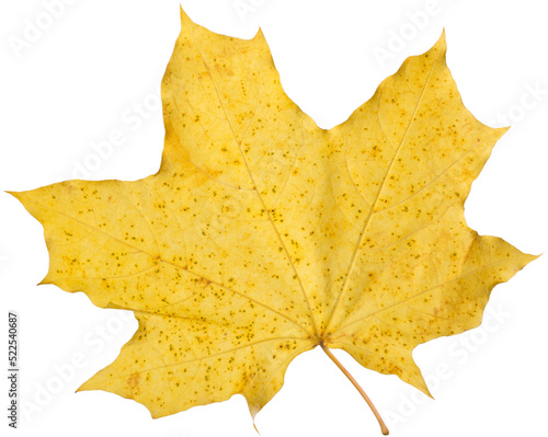 Orange maple leaf isolated on transparent background. Autumn dry leaf. photo