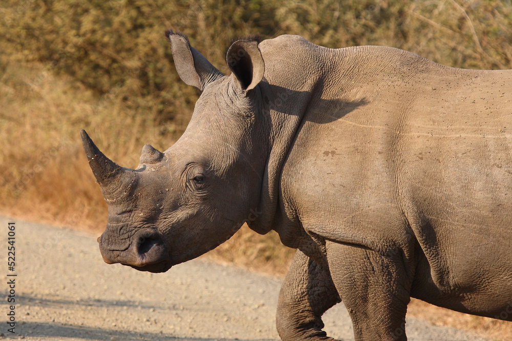Breitmaulnashorn / Square-lipped rhinoceros / Ceratotherium simum Breitmaulnashorn / Square-lipped rhinoceros / Ceratotherium simum