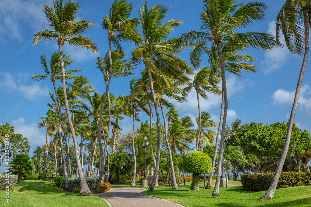 Tropical paradise: idyllic palm trees and footpath in Aruba, Dutch Caribbean