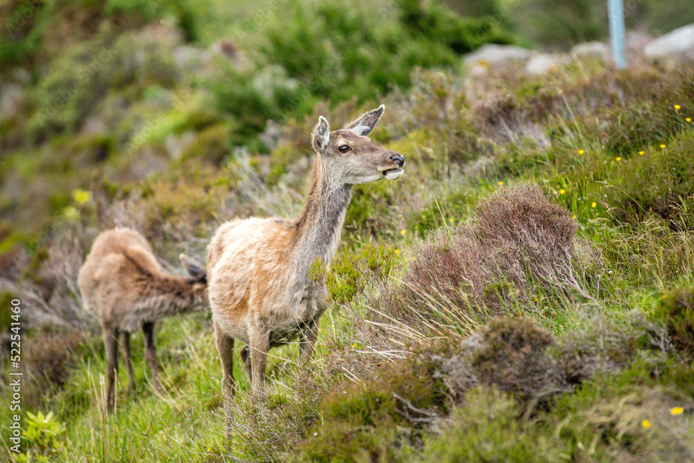 Deer in Scotland Deer in Scotland
