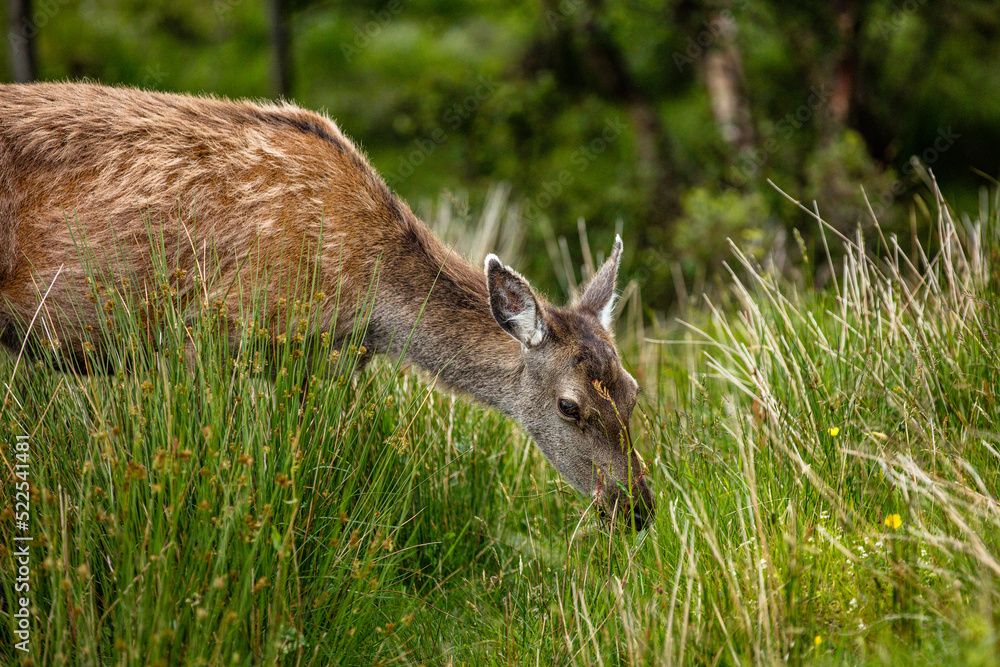 Deer in Scotland Deer in Scotland