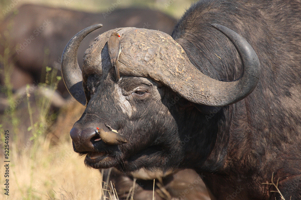 Kaffernbüffel und Rotschnabel-Madenhacker / African buffalo and Red-billed oxpecker / Syncerus caffer et Buphagus erythrorhynchusuphagus erythrorhynchus Kaffernbüffel und Rotschnabel-Madenhacker / African buffalo and Red-billed oxpecker / Syncerus caffer et Buphagus erythrorhynchusuphagus erythrorhynchus