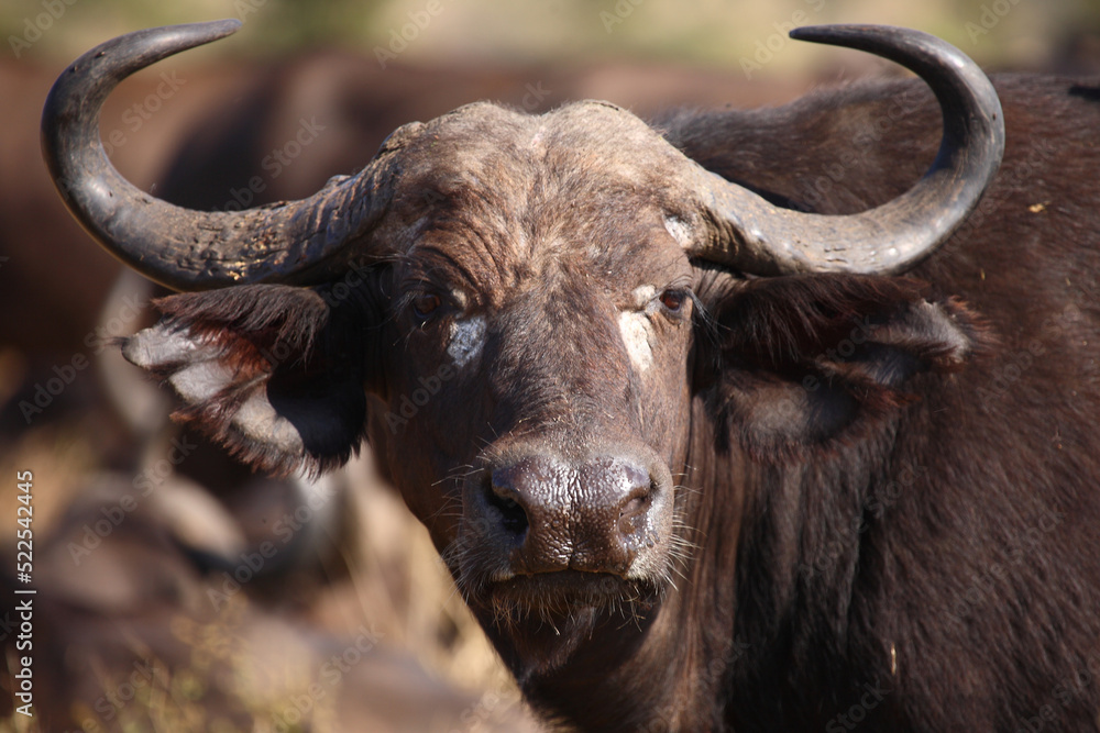 Naklejka premium Kaffernbüffel / African buffalo / Syncerus caffer