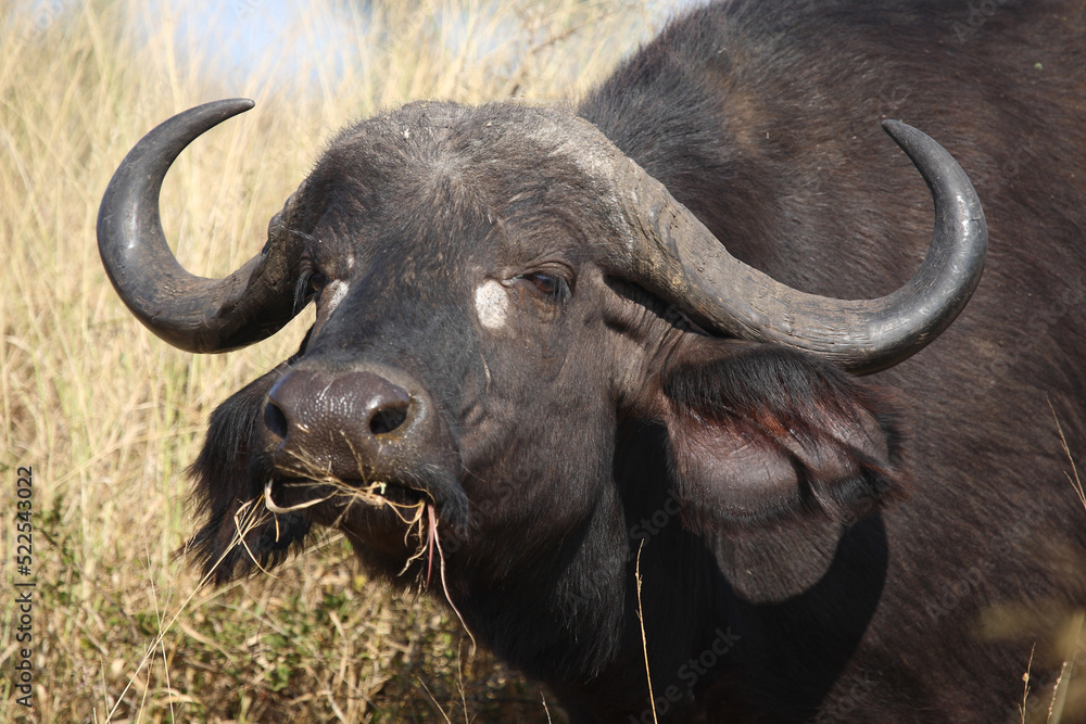 Naklejka premium Kaffernbüffel / African buffalo / Syncerus caffer