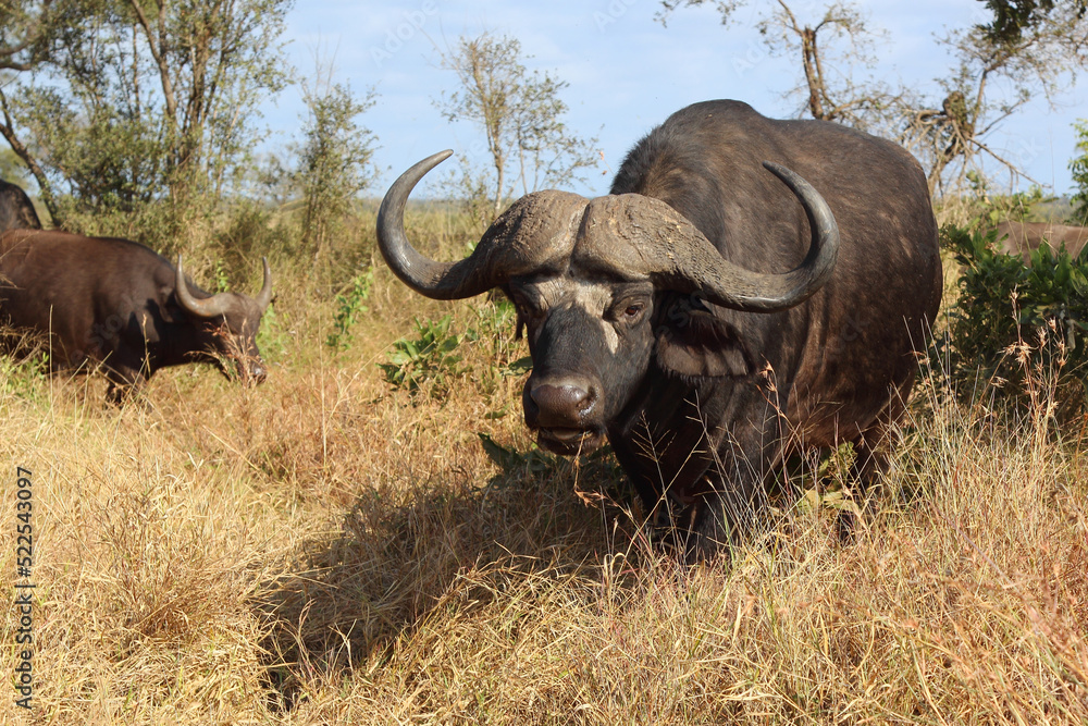 Kaffernbüffel / African buffalo / Syncerus caffer Kaffernbüffel / African buffalo / Syncerus caffer
