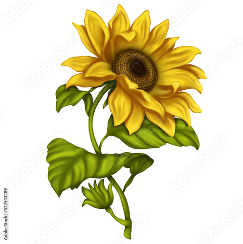 Clipart sunflowers on a white background. Illustration of sunflower flowers. Bright flowers on a light background.