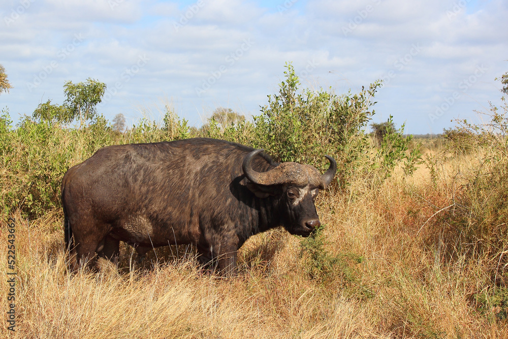 Kaffernbüffel / African buffalo / Syncerus caffer Kaffernbüffel / African buffalo / Syncerus caffer