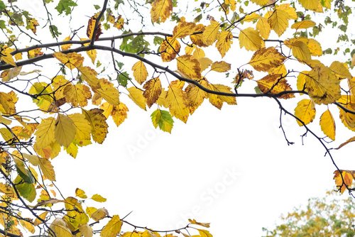 yellow leaves in isolated branch in autumn