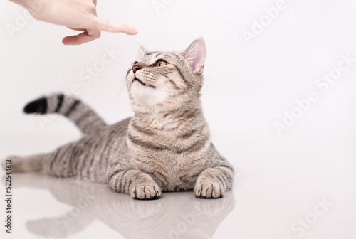 Cute cat looking cat snack from finger.