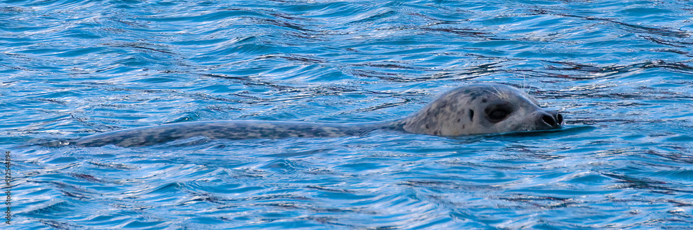 Fototapeta premium Sea Lion (2022)