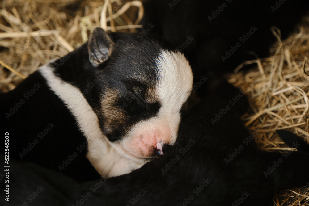 The mongrel puppy was recently born, eyes still closed. Newborn black and white puppy with pink nose portrait close up. A tiny Alaskan husky from kennel of northern sled dogs.