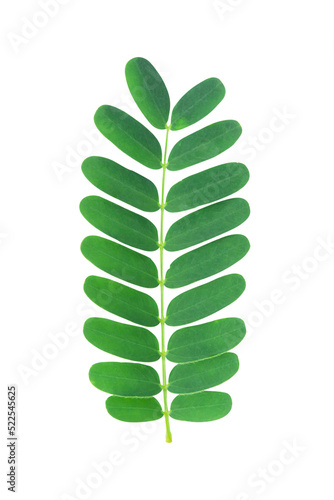 Tamarind leaf isolated on white background with clipping path