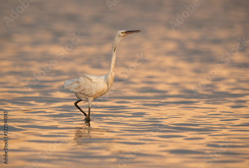 Western reef egret warning other approaching its terriroty at Maameer water, Bahrain © Dr Ajay Kumar Singh