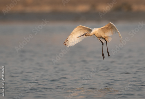 Eurasian Spoonbill landing at Maameer coast, Bahrain