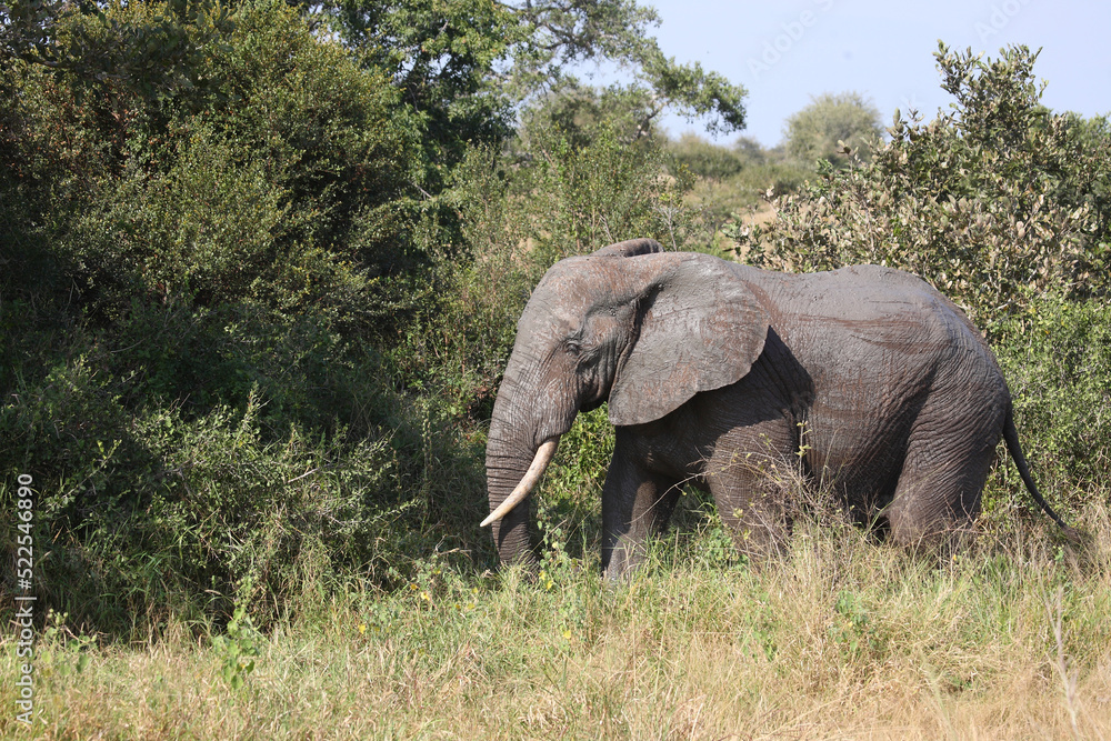 Fototapeta premium Afrikanischer Elefant / African elephant / Loxodonta africana