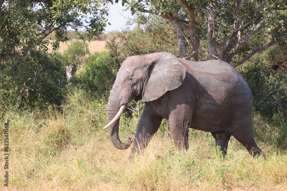 Afrikanischer Elefant / African elephant / Loxodonta africana Afrikanischer Elefant / African elephant / Loxodonta africana