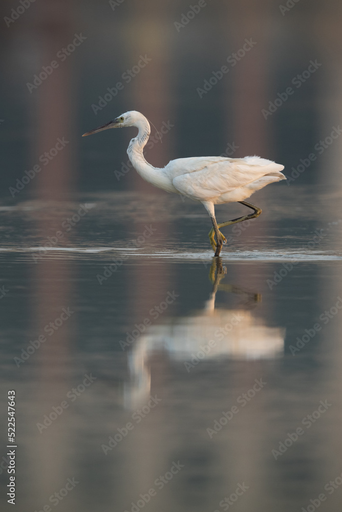 Obraz premium Portrait of a Western reef egret in the morning light, Bahrain