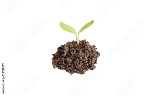 Green sunflower sprout growing