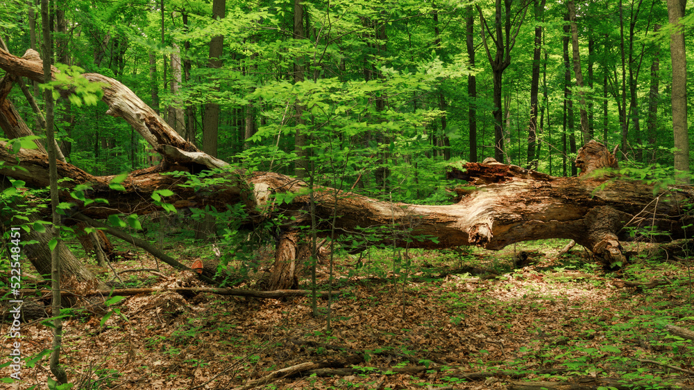 Fallen Giant Fallen Giant