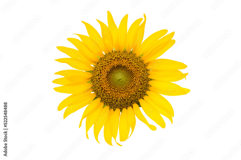 Sunflower Isolated on white background with clipping path Sunflower Isolated on white background with clipping path