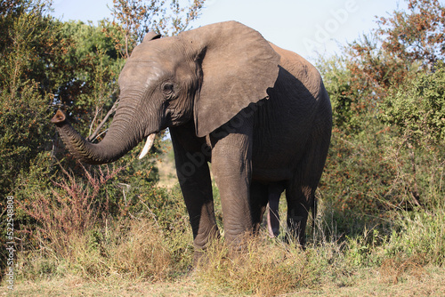 Afrikanischer Elefant   African elephant   Loxodonta africana