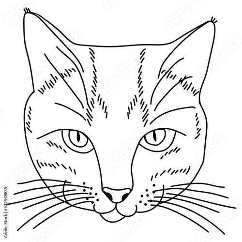Outline cat portrait, muzzle of a kitten in a linear style