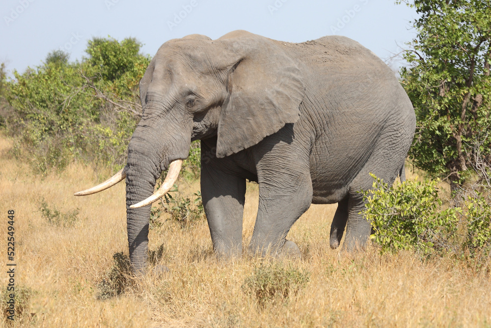 Afrikanischer Elefant / African elephant / Loxodonta africana Afrikanischer Elefant / African elephant / Loxodonta africana
