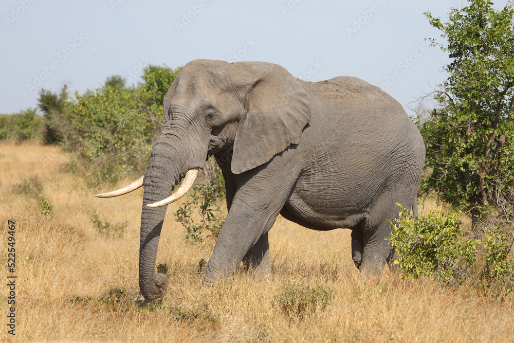 Obraz premium Afrikanischer Elefant / African elephant / Loxodonta africana