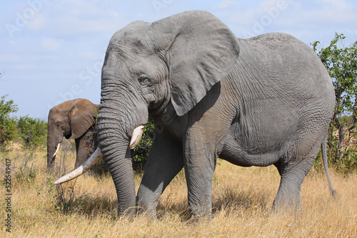 Afrikanischer Elefant   African elephant   Loxodonta africana