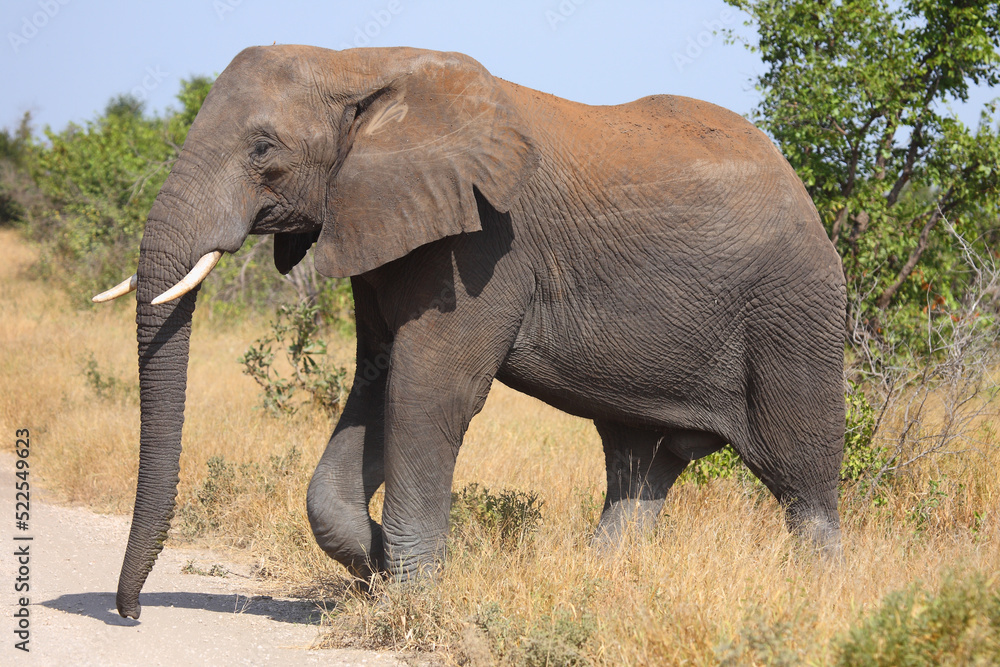Obraz premium Afrikanischer Elefant / African elephant / Loxodonta africana