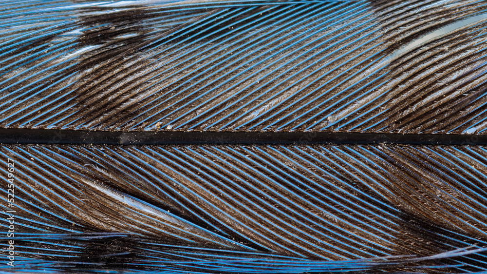 Fototapeta premium Blue Jay Feather